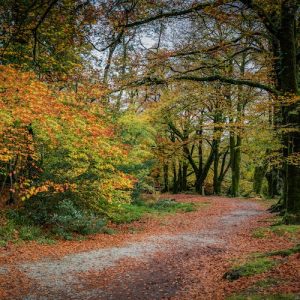 Cardinham Woods dog walk