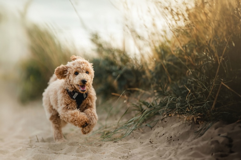 things to do with your pet dog on beach