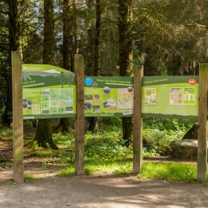 Loch Ard Forest dog walk