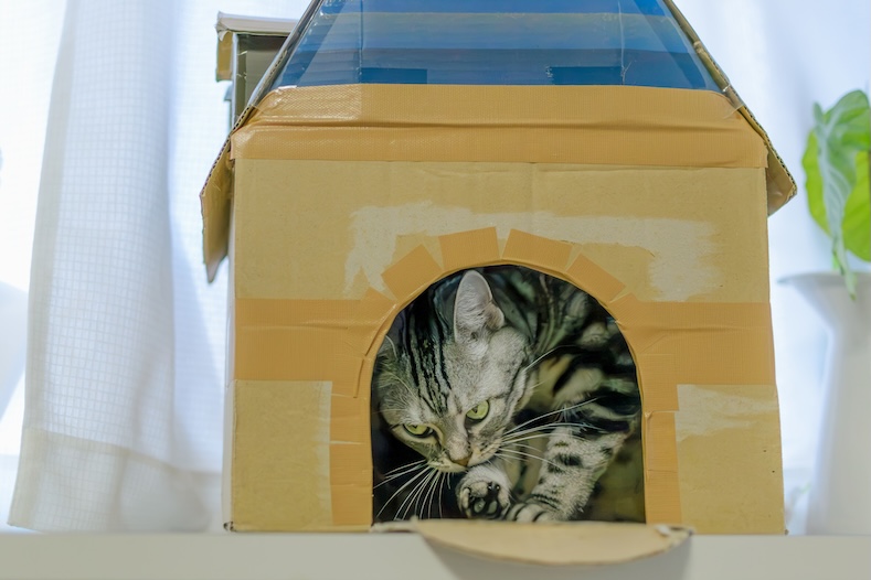 things to do with your pet cat hideout