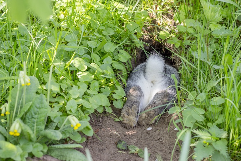 things to do with your pet rabbit digging in garden