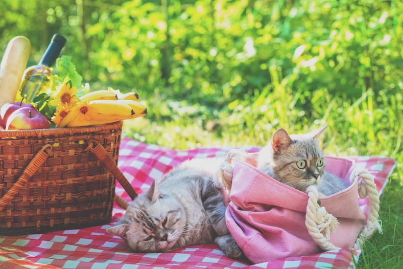 things to do with your pet picnic in garden