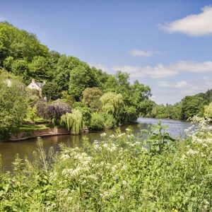 Symonds Yat Rock dog walk