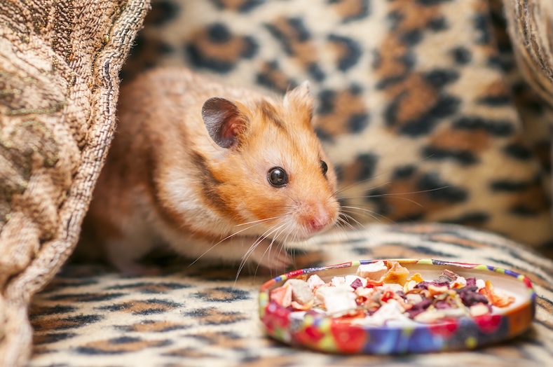 things to do with your pet hamster treat hunt