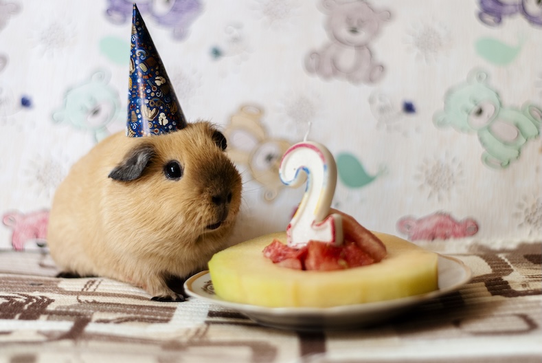 things to do with your pet birthday party