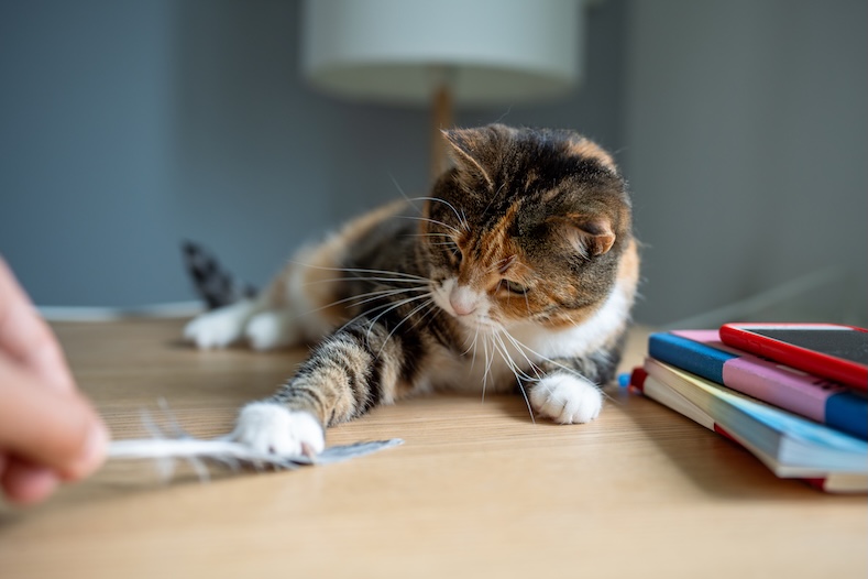 things to do with your pet playing with cat