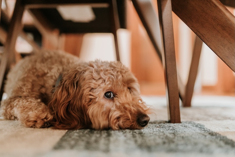 family moments dog under table