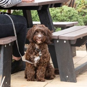 dog friendly pub the Cock Crow