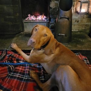 dog friendly pub The Fox & Hound