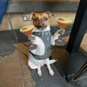 dog friendly pub The Tinsmith