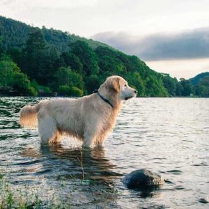 dog in lake at another place hotel
