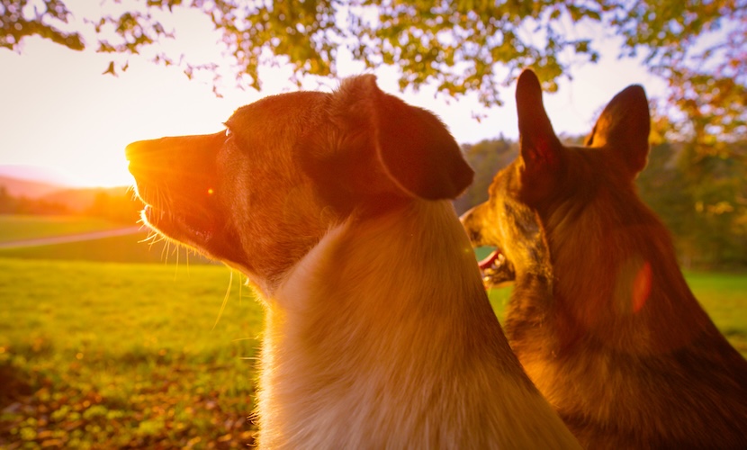 best dog walks UK