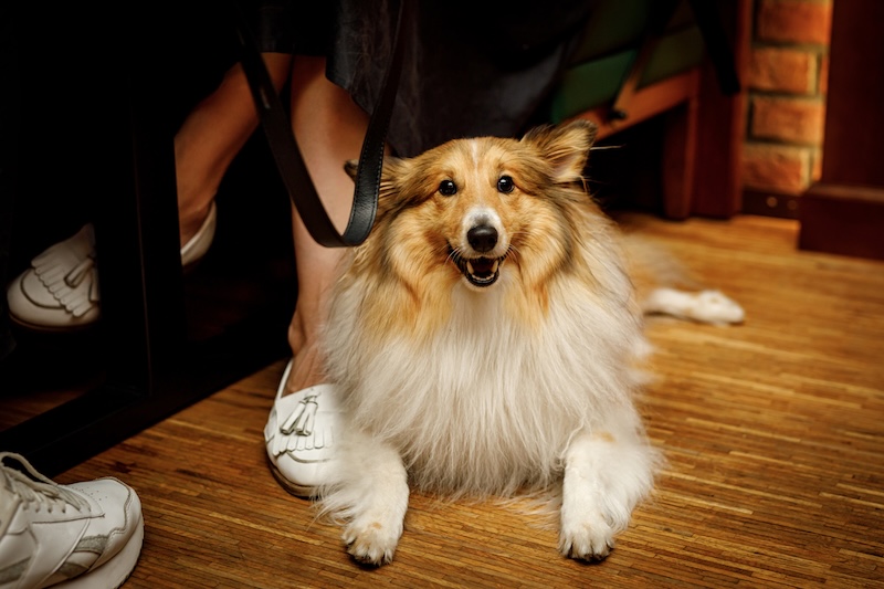 dog unde table in pub
