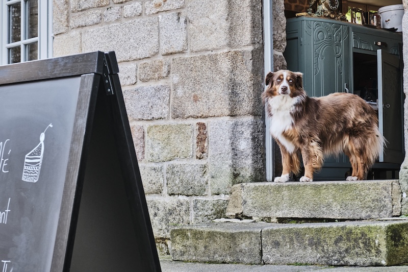dog by pub door
