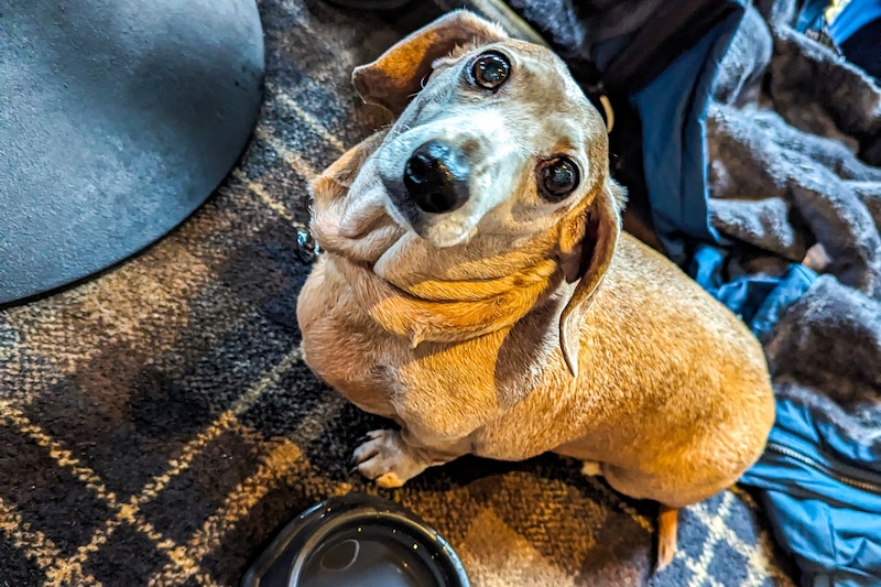 dog at table in uk pub