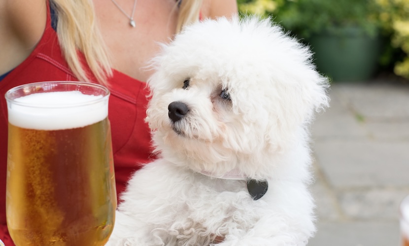 dog in beer garden