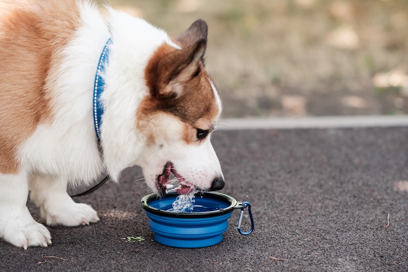 best dog hotel water bowl