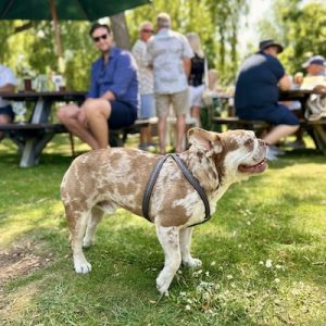 dog friendly pub ferry boat inn