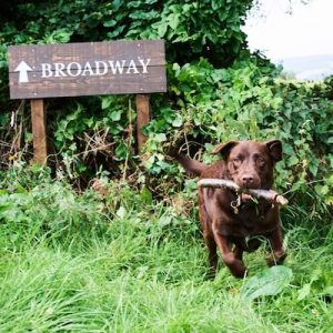dog running at the fish hotel