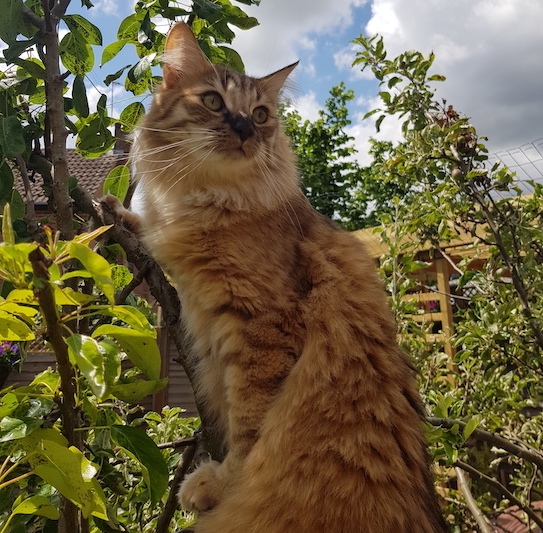 photo cat in tree