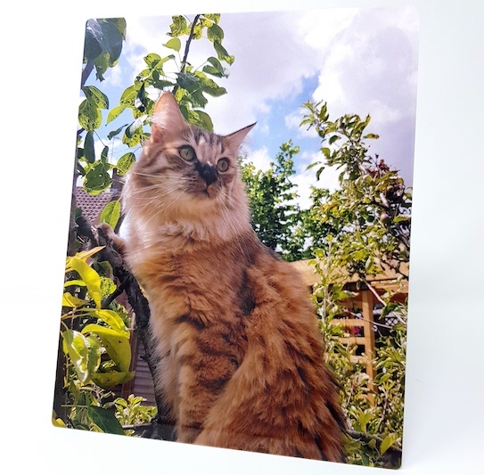 metal print of cat in tree