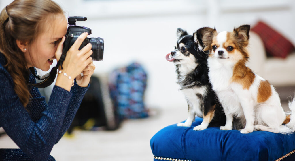how to take photos of pets