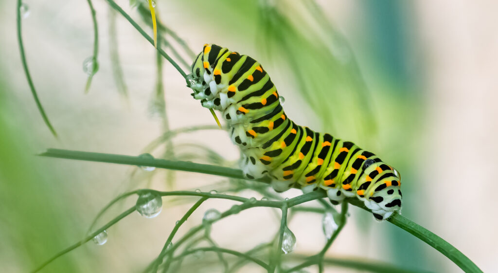 how to succeed in macro photography Caterpillar