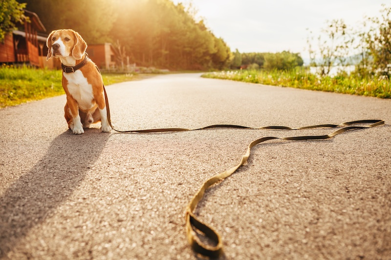 best dog hotel long lead