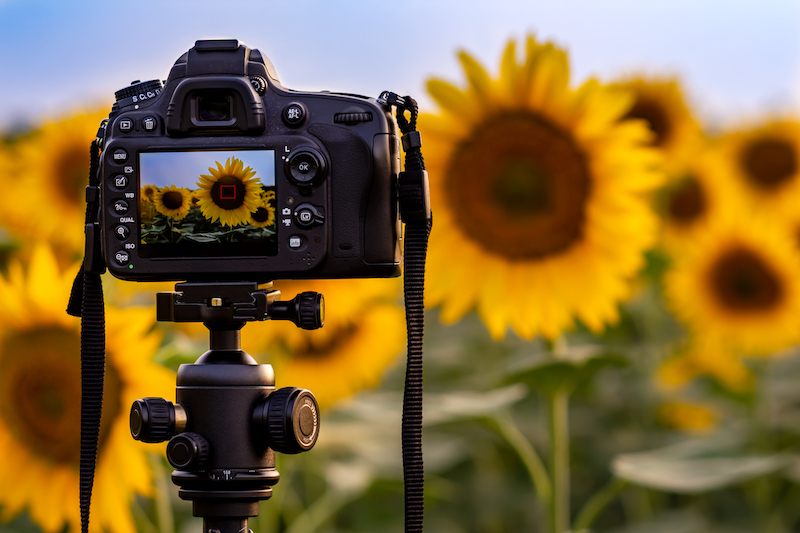 how to improve your photography skills flowers