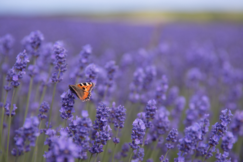 photography tips lavender field