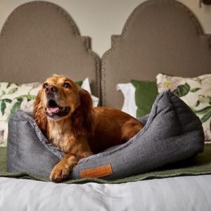 dog in bed at montagu arms hotel