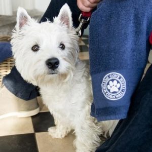 dog with towel at mullion cove hotel