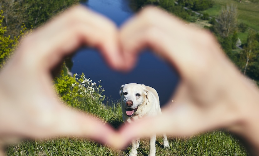 10 Hidden Pet-Friendly Days Out