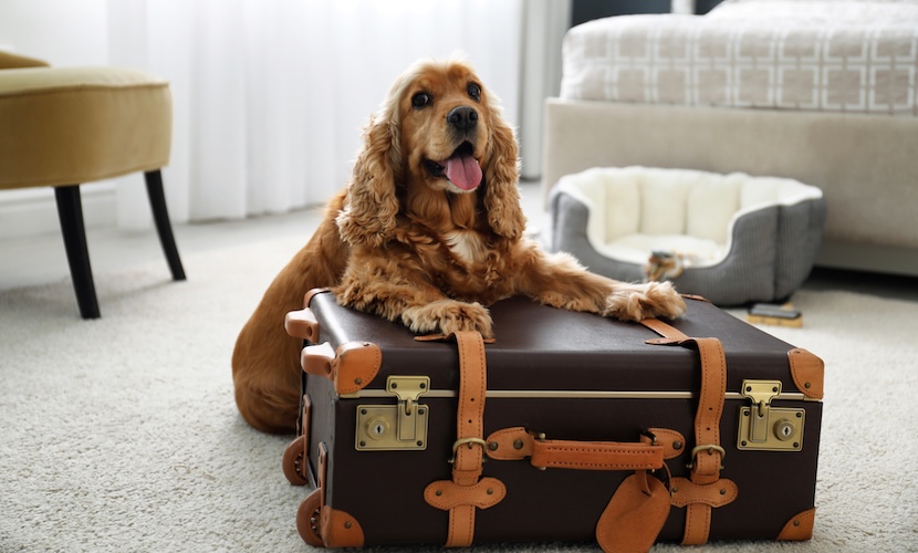 best uk dog friendly hotels