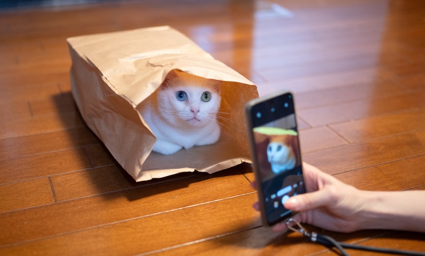 cat in bag