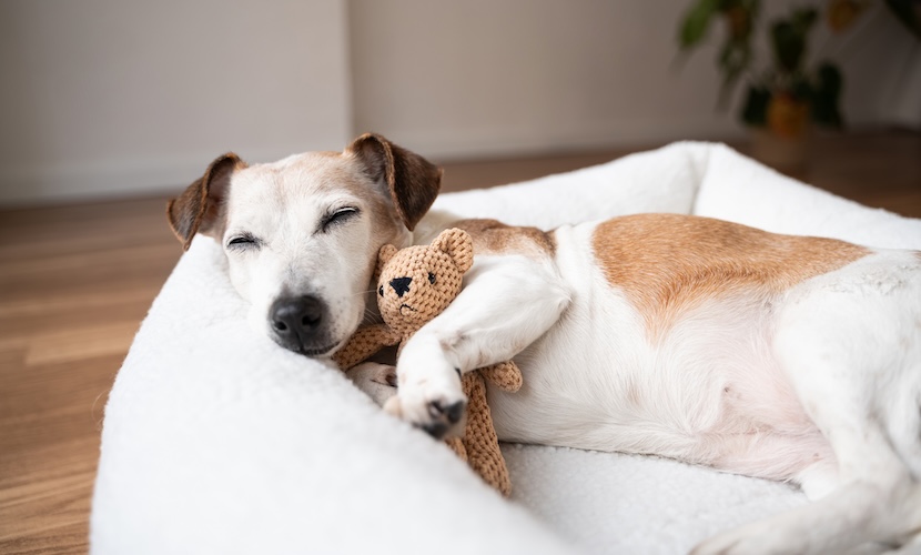 dog asleep cuddling teddy