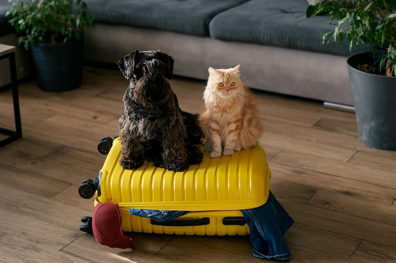 How to Travel With Pets (Without Losing Your Sanity)