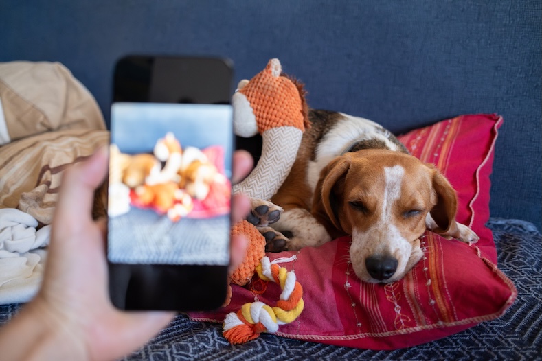 photo of dog