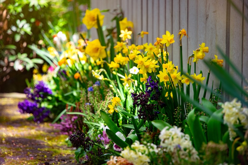 plants poisonous to pets Daffodils