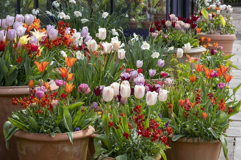 plants poisonous to pets tulips