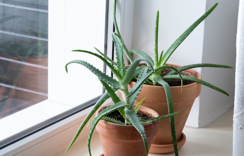 plants poisonous to pets aloe vera