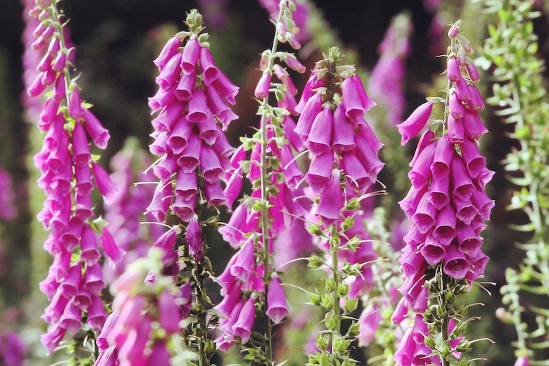 plants poisonous to pets foxglove