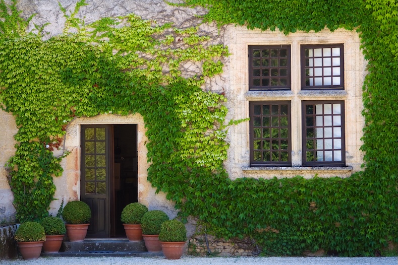 plants poisonous to pets ivy