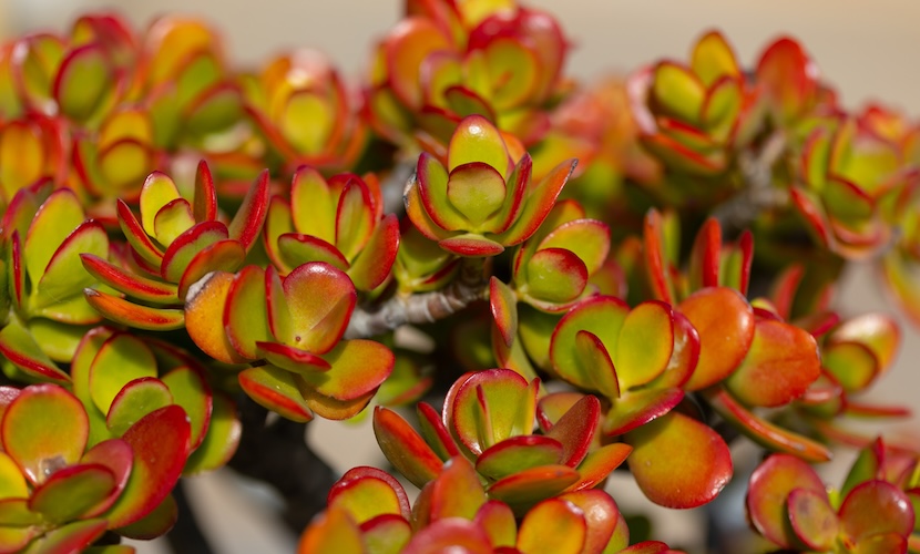 plants poisonous to pets jade plants
