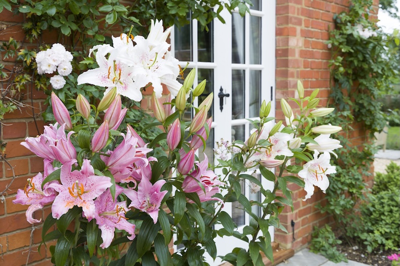 plants poisonous to pets lilies