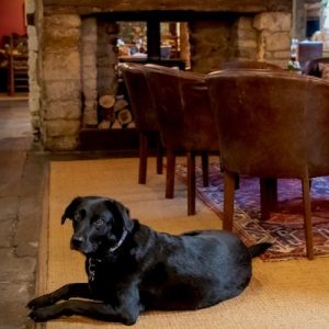 dog friendly pub the red lion