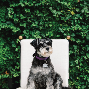 dog at Rosewood London