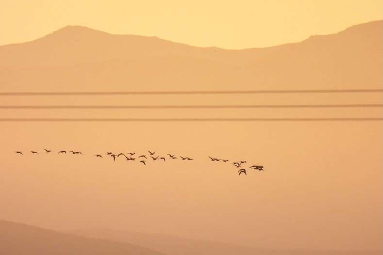 September photography tips birds