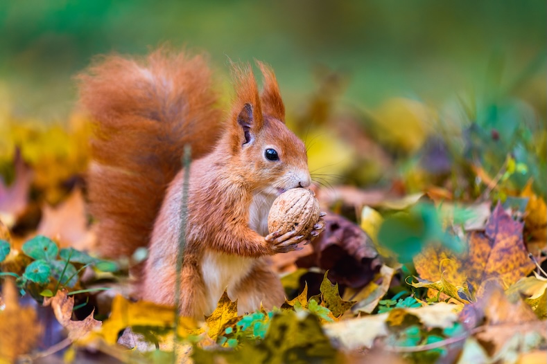September photography tips squirrel
