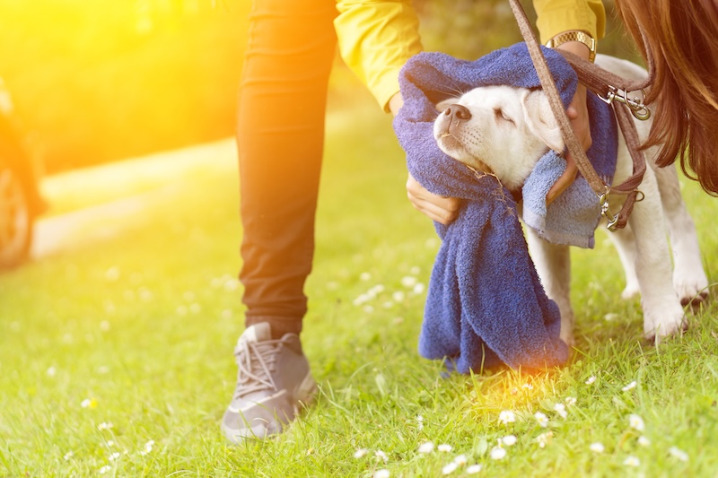 best dog hotel towel